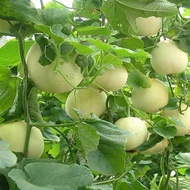 Sweet Cantaloupe seeds 30pcs /Sweet fruit seeds 甜瓜种子