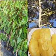 Anak Pokok Durian Musang King (Kahwin)nak Pokok Durian Musang King (Kahwin)