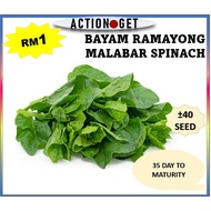 Benih Sayur Bayam Hijau Ramayong 40+ SEED Malabar Benih Spinach Seed benih sayur sayuran Murah & Qua