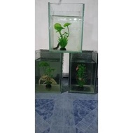 original aquarium mini 10 cm x 10 cm x 14 cm dan 20 x 15 x 15 aquarium