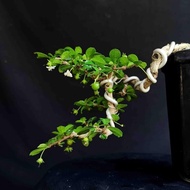 Bonsai Mame Tanaman Hias Pohon Hokianti Mikro Hokiantea Buah Cascade