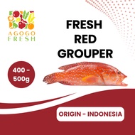 [Agogo Fresh - Fish & Seafood] Fresh Red Grouper (400 - 500g)