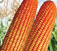 benih jagung BISI 226 hibrida superan 1kg siap tanam