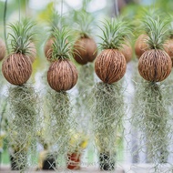 ionantha and Tillandsia Usneoides (Spanish Moss) tie on coconut good for house deco Hanging plant janggut adam pom pom