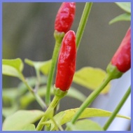 ∇ ⏺️ Siling Labuyo Seeds - Hot Pepper Seeds - Vegetable Seeds