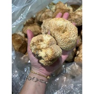 猴头菇｜Lion’s Mane Mushroom