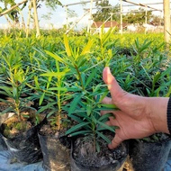 Bibit lohansung Taiwan dari semai biji 10-15cm tanaman bonsai