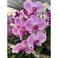 Orkid Berbunga Murah - Pokok Orkid hidup / Orchids Real Plant ( random color )