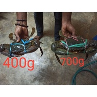 Ketam Nipah Hidup kuat