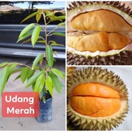 Pokok Hidup Durian Udang Merah D175