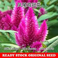 Benih Bunga Balung Ayam / Celosia Olumisa Flower Seeds / 凤尾鸡冠花种子