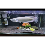 [[murah]] (cod) ikan arwana silver red serat merah ukuran ( 18-20 cm