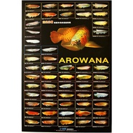 AZOO Arowana Poster canvas painting wall art