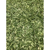 Marble ginger leaf grass, 1 square meter bag
