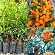 Bibit Jeruk ponkam mandarin