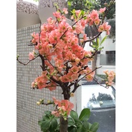 Longevity Begonia Potted Plant Four Seasons Blooming Tree Seedling Flower Plant Indoor Bonsai Old St