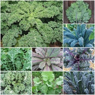 เมล็ดพันธุ์เคล บรรจุ 1 ออนซ์ 7000 เมล็ด OP Kale Seed ของแท้ คุณภาพดี มีหลายสายพันธุ์