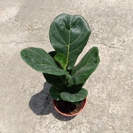 [Plantopia] Ficus Lyrata | 大琴榕 | Fiddle Fig | Pokok Hiasan Hidup Dalam Rumah | Air Purifier
