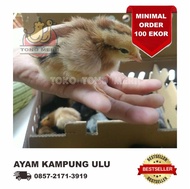 DOC Anak Ayam Kampung ULU (Unggas Lestari Unggul)