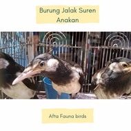 Burung jalak suren anakan