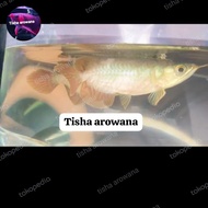 arwana super red chili short body sb premium