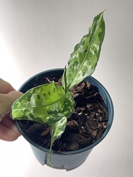 迷彩粗肋草 觀葉植物 室內植物