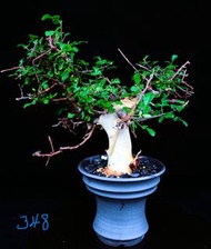 (348) 卡塔夫白皮橄欖亞種	Commiphora Kataf var Turkanensis/ 塊根植物 Caudex / 另售象牙宮、龜甲龍、索馬里葡萄甕、念珠橄欖/ 多肉植物