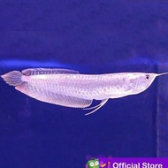 Arwana Silver Brazil / Ikan Predator / Ikan Hias Aquascape Non COD