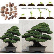 50pcs Japanese White Pine Pinus Parviflora Tree Bonsai Plant Indoor and Outdoor Garden Decoration Ea