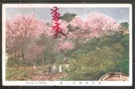 [善美  LPS-359]  日治明信片 能高郡霧社的櫻花,貼日郵銷日文口號戳與臺北機械戳寄富山縣,