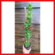 ◭ ☽ Hoya Millionaire's Plant/ Hoya Cumingiana seedlings