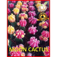 [Hot Selling] Live Cactus Plant MOON CACTUS Grafted Indoor Plant Office Home/ Pokok Hidup Cactus