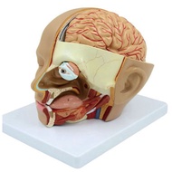 Human Anatomy Model Brain -Section Anatomy for Science Classroom Education Learning Teaching Display