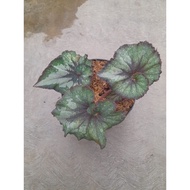 Sindo - Begonia Rex Live Plant 6JHQAO4MBZ