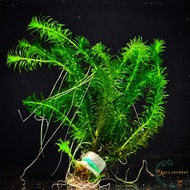Egeria Densa (Hydrilla) Low Tech Aquatic Breeding Plant 🌱