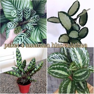 paket 4btanaman hias hidup calathea / tanaman hias calathea / calathea lancifolia / calathea darksta