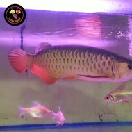 arwana golden red 40cm