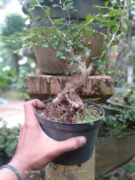 Bonsai hokiantea mikro bahan mame berkarakter