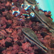 Otocinclus catfish Oto fish algae eater dwarf sucker fish aquascape cleaner fish aquarium fish soft 