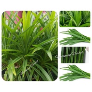 20 fresh pandan leaves