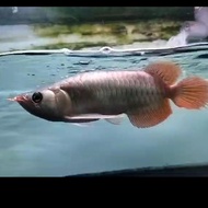 arwana super red king/semi king