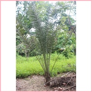 ◈ ✲ Dates Fruit (Palm Tree) Seedling