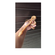 Retic Tiger Classic Lavender betina, bukan Ball Python/Corn Snake