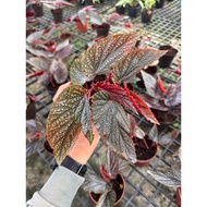 Begonia Benigo – Affordable Ornamental Plant with Striking Leaves