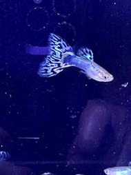 【百萬魚坊】法藍星馬賽克純種孔雀魚一對