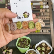 Free Shipping Over 38 Yuan#小可爱48367