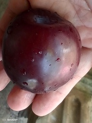 Bibit Plum Australia - Plum Aussie