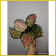 ㍿ ◈ ◄ Pink Valentine Aglaonema