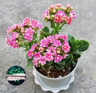 Florist Kalanchoe Pink ( NO FLOWER ) Live Plant  with FREE plastic pot garden soil ( Indoor Plant  R