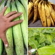 3 bibit pisang tanduk jumbo 4-5 bulan berbuah